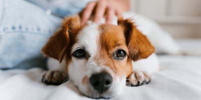 Build A Solid Foundation in Dog Care